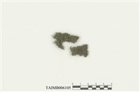 藏品(異萼蘚屬)的圖片